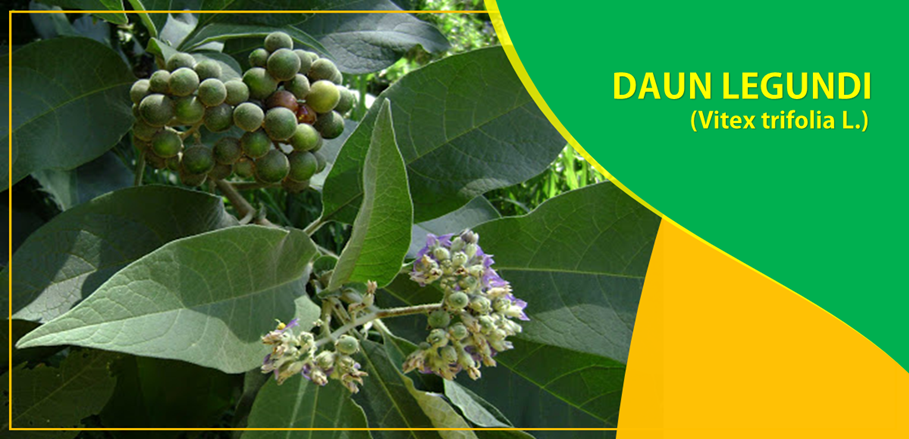 Daun Legundi Obati Rematik dan Peradangan